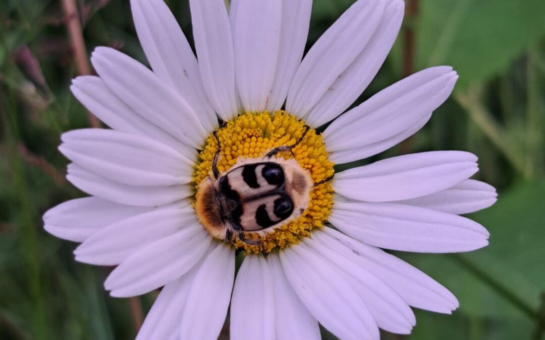 Kan het niet een beetje groener?