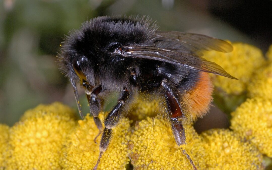 Tegels eruit, de juiste boom erin. Zo maken we Laren koeler en beter voor de natuur.